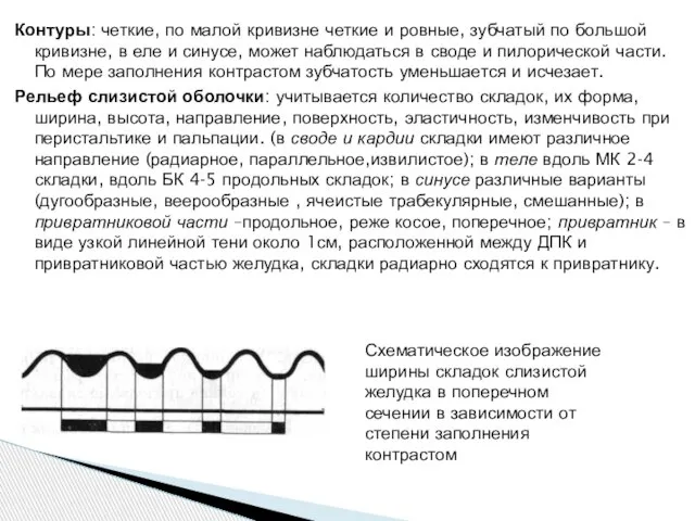 Контуры: четкие, по малой кривизне четкие и ровные, зубчатый по большой кривизне,