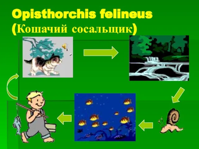 Opisthorchis felineus (Кошачий сосальщик)