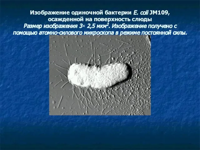 Изображение одиночной бактерии E. coli JM109, осажденной на поверхность слюды Размер изображения