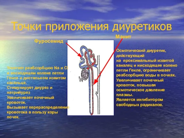 Точки приложения диуретиков Фуросемид Манит Угнетает реабсорбцию Na и Cl в восходящем