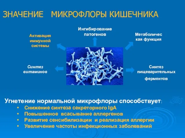 Угнетение нормальной микрофлоры способствует: Снижение синтеза секреторного IgA Повышенное всасывание аллергенов Развитие