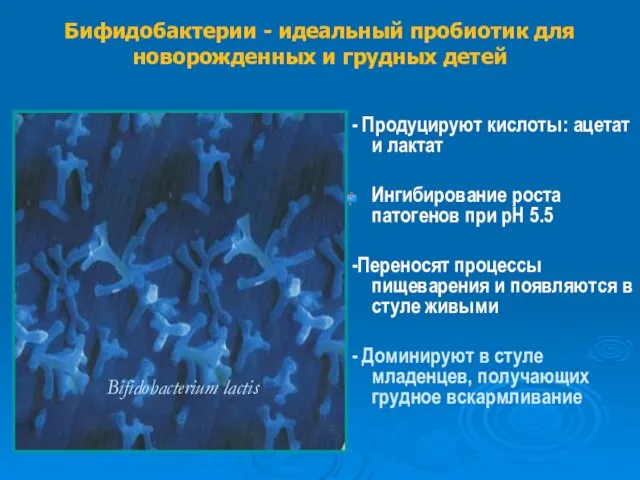 - Продуцируют кислоты: ацетат и лактат Ингибирование роста патогенов при pH 5.5