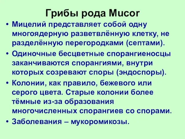 Грибы рода Mucor Мицелий представляет собой одну многоядерную разветвлённую клетку, не разделённую