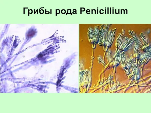 Грибы рода Penicillium