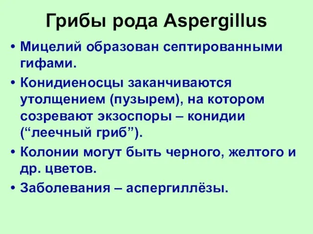 Грибы рода Aspergillus Мицелий образован септированными гифами. Конидиеносцы заканчиваются утолщением (пузырем), на