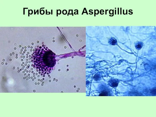 Грибы рода Aspergillus