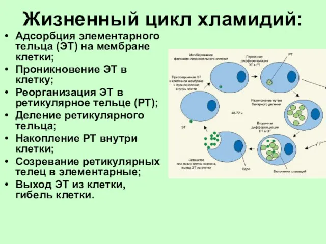 Жизненный цикл хламидий: Адсорбция элементарного тельца (ЭТ) на мембране клетки; Проникновение ЭТ