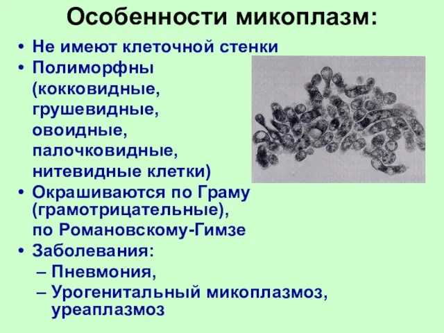 Особенности микоплазм: Не имеют клеточной стенки Полиморфны (кокковидные, грушевидные, овоидные, палочковидные, нитевидные