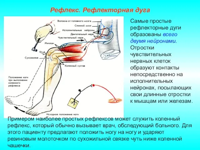 Рефлекс. Рефлекторная дуга Самые простые рефлекторные дуги образованы всего двумя нейронами. Отростки