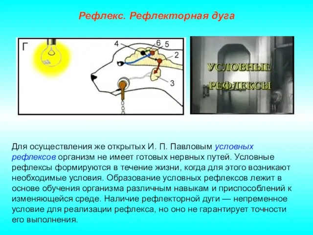 Рефлекс. Рефлекторная дуга Для осуществления же открытых И. П. Павловым условных рефлексов