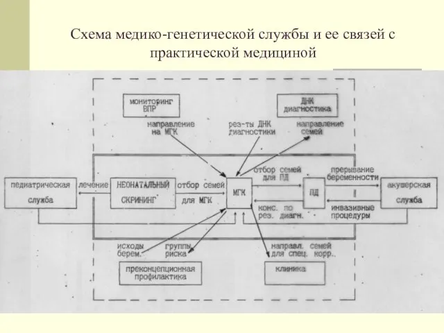 Схема медико-генетической службы и ее связей с практической медициной