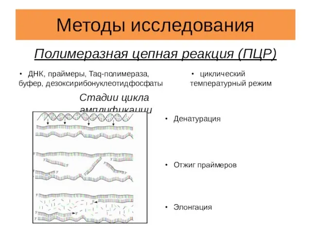 Методы исследования Полимеразная цепная реакция (ПЦР) ДНК, праймеры, Taq-полимераза, буфер, дезоксирибонуклеотидфосфаты циклический