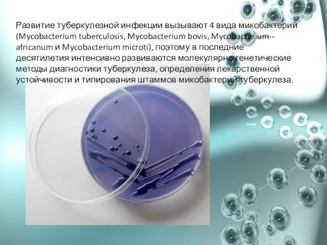 Развитие туберкулезной инфекции вызывают 4 вида микобактерий (Mycobacterium tuberculosis, Mycobacterium bovis, Mycobacterium