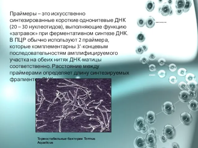 Праймеры – это искусственно синтезированные короткие однонитевые ДНК (20 – 30 нуклеотидов),