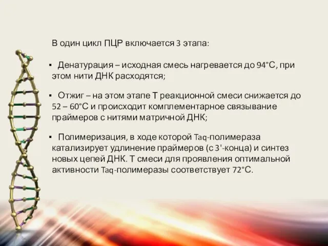 В один цикл ПЦР включается 3 этапа: Денатурация – исходная смесь нагревается