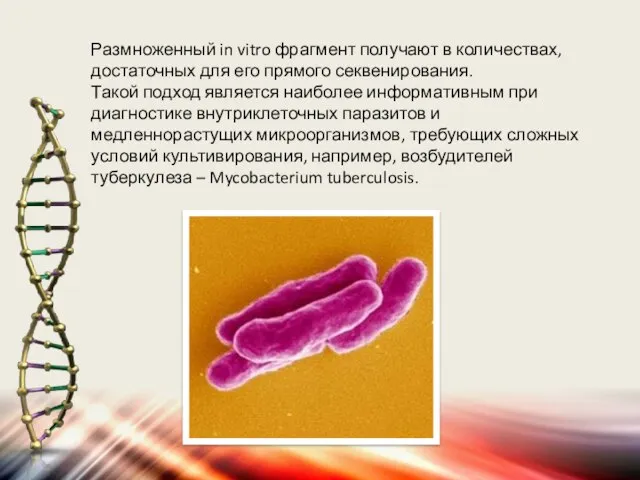 Размноженный in vitro фрагмент получают в количествах, достаточных для его прямого секвенирования.