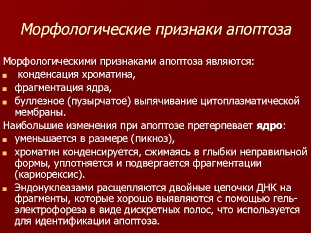 Морфологические признаки апоптоза Морфологическими признаками апоптоза являются: конденсация хроматина, фрагментация ядра, буллезное