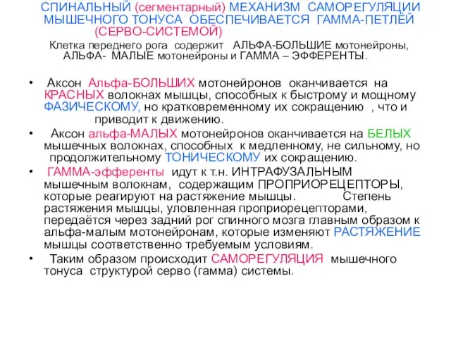 СПИНАЛЬНЫЙ (сегментарный) МЕХАНИЗМ САМОРЕГУЛЯЦИИ МЫШЕЧНОГО ТОНУСА ОБЕСПЕЧИВАЕТСЯ ГАММА-ПЕТЛЁЙ (СЕРВО-СИСТЕМОЙ) Клетка переднего рога