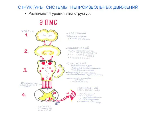 СТРУКТУРЫ СИСТЕМЫ НЕПРОИЗВОЛЬНЫХ ДВИЖЕНИЙ Различают 4 уровня этих структур: