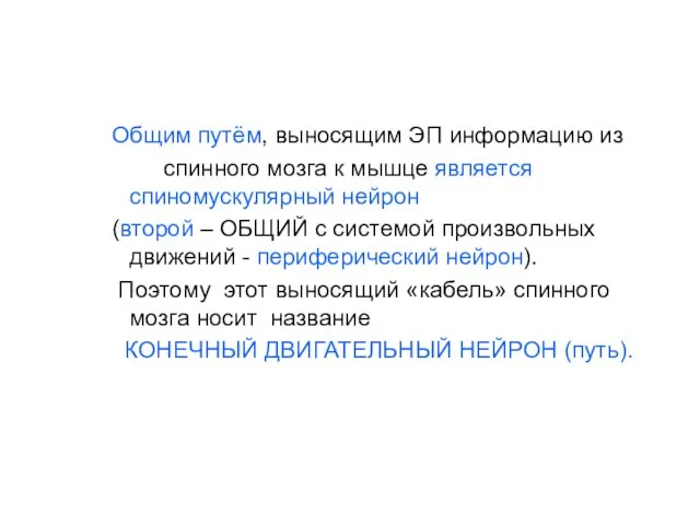 Общим путём, выносящим ЭП информацию из спинного мозга к мышце является спиномускулярный