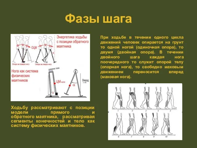 Фазы шага Ходьбу рассматривают с позиции модели прямого и обратного маятника, рассматривая