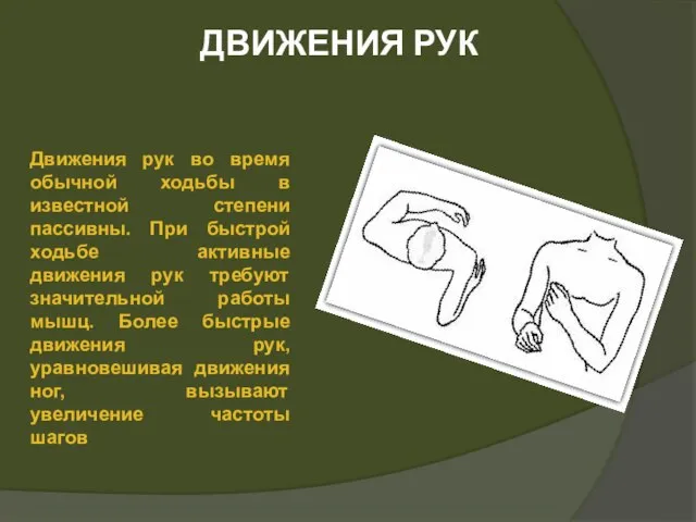 ДВИЖЕНИЯ РУК Движения рук во время обычной ходьбы в известной степени пассивны.