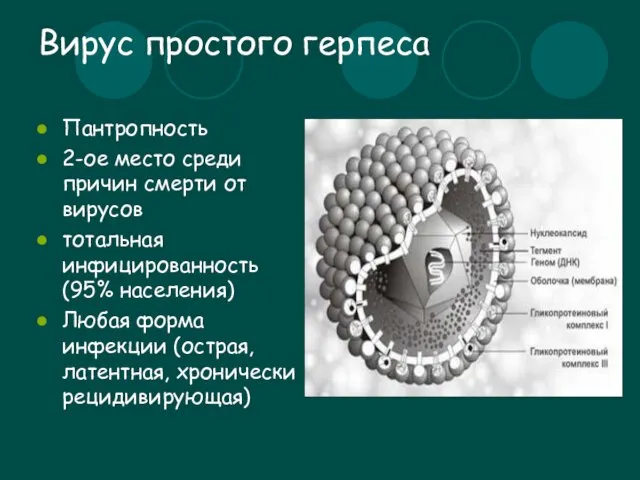 Вирус простого герпеса Пантропность 2-ое место среди причин смерти от вирусов тотальная