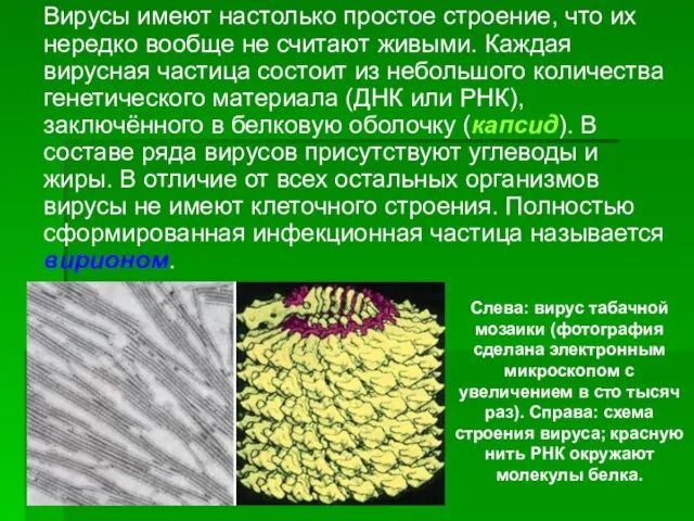 Вирусы имеют настолько простое строение, что их нередко вообще не считают живыми.