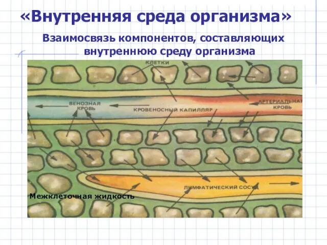 «Внутренняя среда организма» Взаимосвязь компонентов, составляющих внутреннюю среду организма Межклеточная жидкость