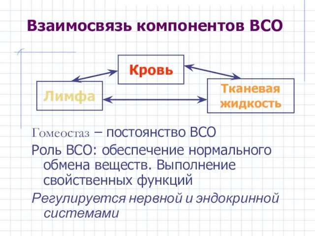 Взаимосвязь компонентов ВСО Гомеостаз – постоянство ВСО Роль ВСО: обеспечение нормального обмена