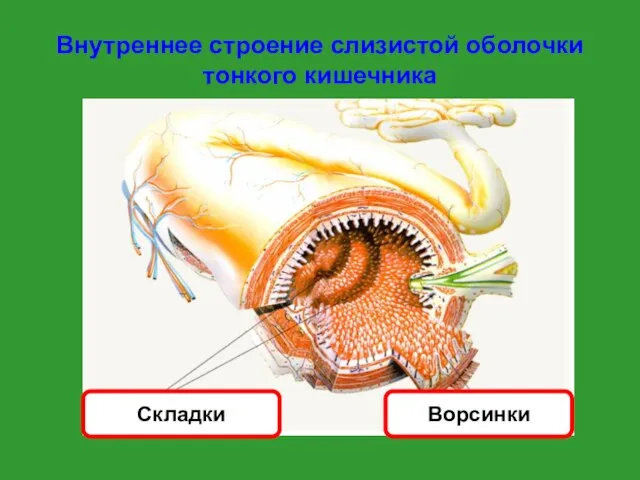 Внутреннее строение слизистой оболочки тонкого кишечника Ворсинки Складки