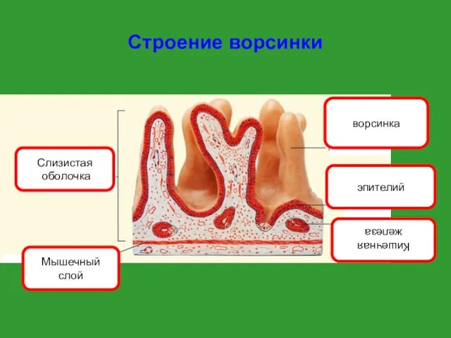 Строение ворсинки Слизистая оболочка Мышечный слой ворсинка эпителий Кишечная железа