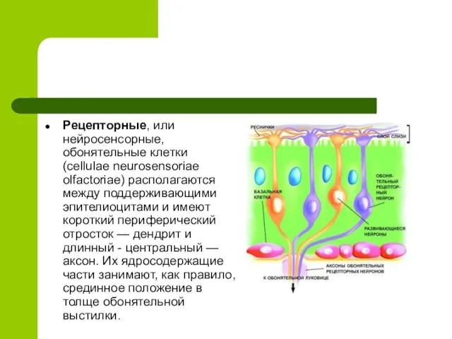 Рецепторные, или нейросенсорные, обонятельные клетки (cellulae neurosensoriae olfactoriae) располагаются между поддерживающими эпителиоцитами