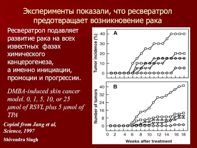 Вино поможет справиться с лишним весом Ресвератрол подавляет развитие рака на всех