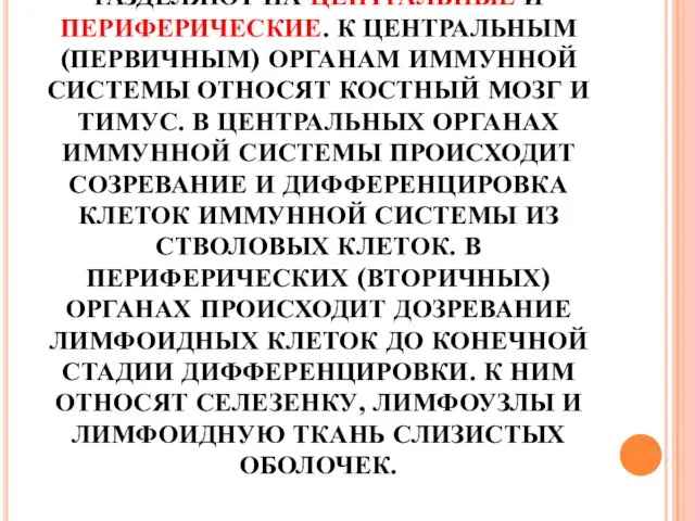 ОРГАНЫ ИММУННОЙ СИСТЕМЫ РАЗДЕЛЯЮТ НА ЦЕНТРАЛЬНЫЕ И ПЕРИФЕРИЧЕСКИЕ. К ЦЕНТРАЛЬНЫМ (ПЕРВИЧНЫМ) ОРГАНАМ