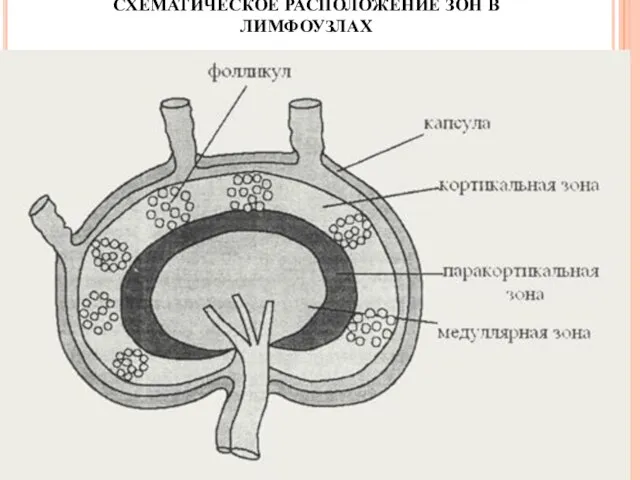 СХЕМАТИЧЕСКОЕ РАСПОЛОЖЕНИЕ ЗОН В ЛИМФОУЗЛАХ