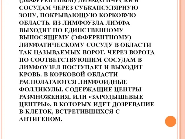 ЛИМФА ПОСТУПАЕТ В УЗЕЛ ПО НЕСКОЛЬКИМ ПРИНОСЯЩИМ (АФФЕРЕНТНЫМ) ЛИМФАТИЧЕСКИМ СОСУДАМ ЧЕРЕЗ СУБКАПСУЛЯРНУЮ