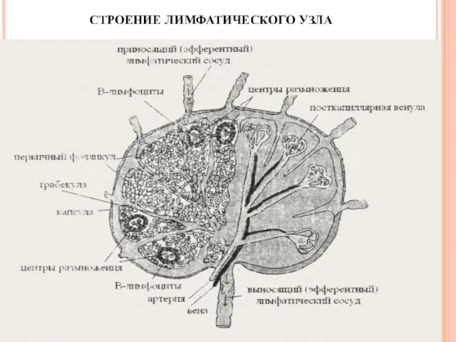 СТРОЕНИЕ ЛИМФАТИЧЕСКОГО УЗЛА