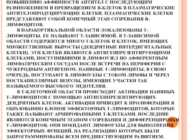 ПРОЦЕСС ДОЗРЕВАНИЯ НАЗЫВАЮТ АФФИННЫМ СОЗРЕВАНИЕМ. ОН СОПРОВОЖДАЕТСЯ СОМАТИЧЕСКИМИ ГИПЕРМУТАЦИЯМИ ВАРИАБЕЛЬНЫХ ГЕНОВ ИММУНОГЛОБУЛИНОВ,