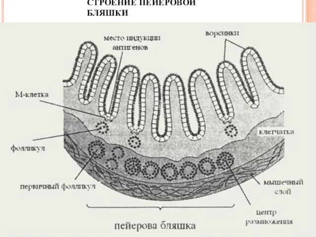 СТРОЕНИЕ ПЕЙЕРОВОЙ БЛЯШКИ