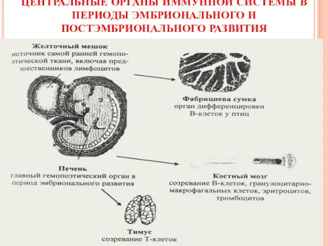 ЦЕНТРАЛЬНЫЕ ОРГАНЫ ИММУННОЙ СИСТЕМЫ В ПЕРИОДЫ ЭМБРИОНАЛЬНОГО И ПОСТЭМБРИОНАЛЬНОГО РАЗВИТИЯ