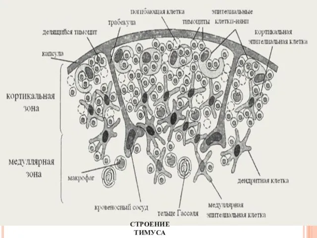 СТРОЕНИЕ ТИМУСА