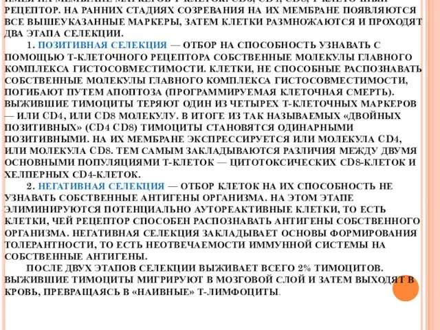 ПРОТИМОЦИТЫ ПОСТУПАЮТ В КОРКОВЫЙ СЛОЙ И ПО МЕРЕ СОЗРЕВАНИЯ ПЕРЕМЕЩАЮТСЯ В МОЗГОВОЙ