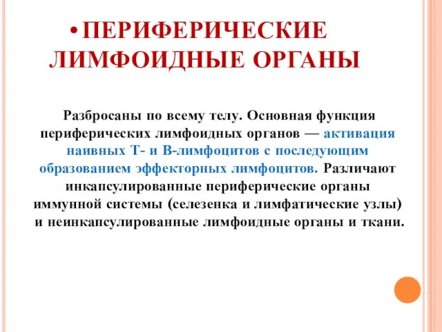 ПЕРИФЕРИЧЕСКИЕ ЛИМФОИДНЫЕ ОРГАНЫ Разбросаны по всему телу. Основная функция периферических лимфоидных органов