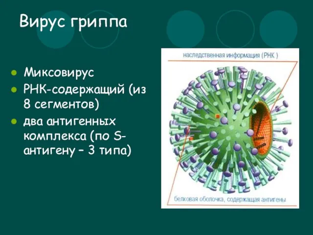 Вирус гриппа Миксовирус РНК-содержащий (из 8 сегментов) два антигенных комплекса (по S-антигену – 3 типа)