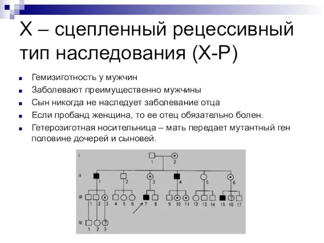 Х – сцепленный рецессивный тип наследования (Х-Р) Гемизиготность у мужчин Заболевают преимущественно