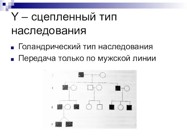 Y – сцепленный тип наследования Голандрический тип наследования Передача только по мужской линии