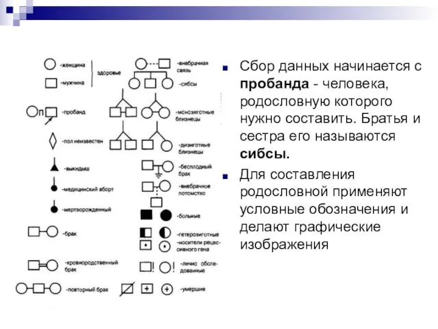 Сбор данных начинается с пробанда - человека, родословную которого нужно составить. Братья