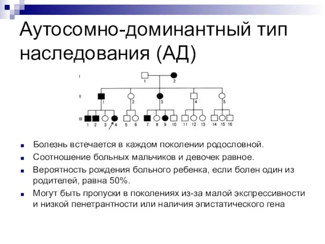 Аутосомно-доминантный тип наследования (АД) Болезнь встечается в каждом поколении родословной. Соотношение больных