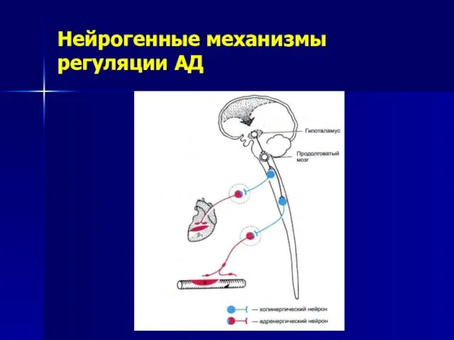 Нейрогенные механизмы регуляции АД